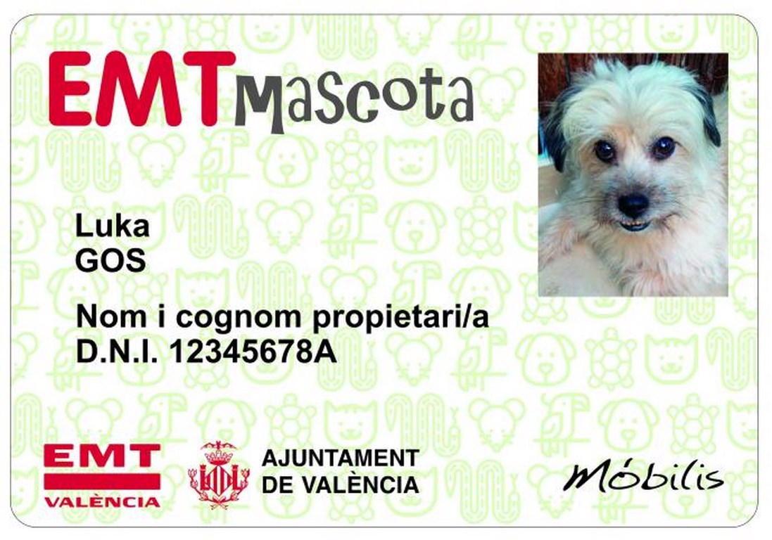 Отныне все домашние животные смогут пользоваться городским автобусом ЕМТ в Валенсии при условии наличия у них специального проездного билеты.