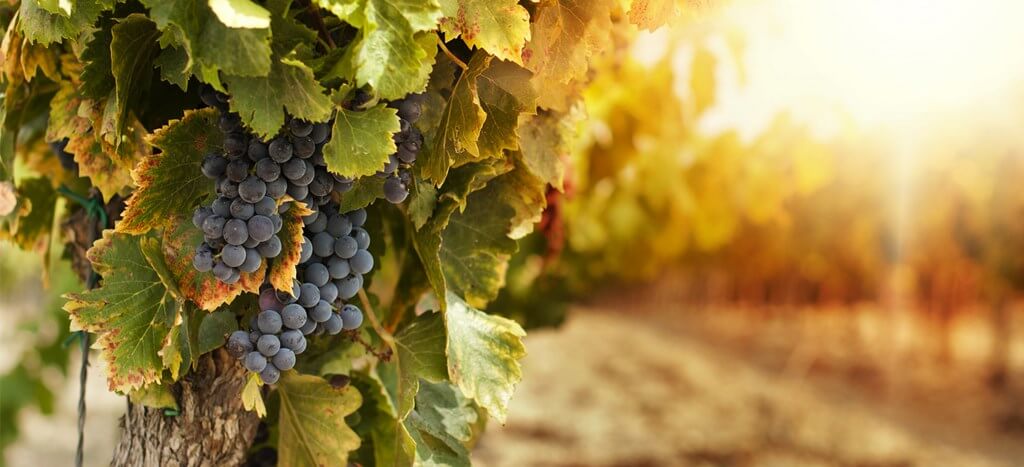 Посетить праздник винограда и вина в Валенсии