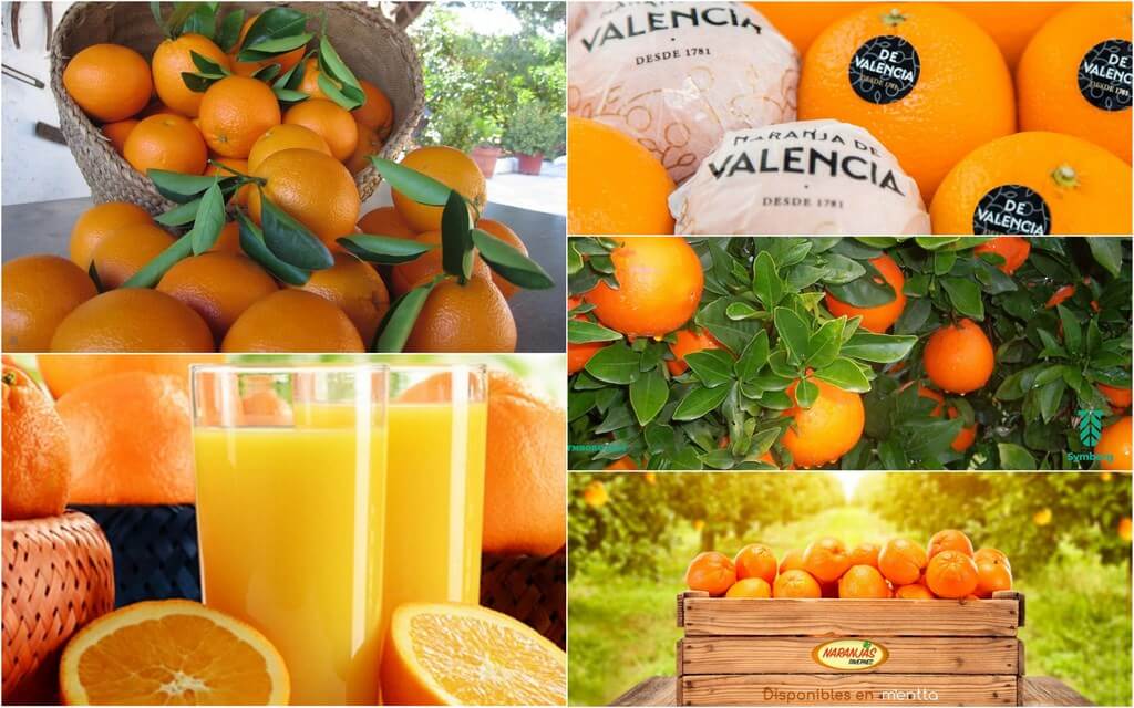 Валенсийские мандарины и апельсины являются настоящим «золотом» Валенсийского Сообщества, занимающего первую позицию по выращиванию цитрусовых в Испании.