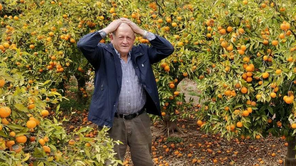 Валенсийские фермеры раздают бесплатно урожай апельсинов, так как не могут продать их на внутреннем рынке из-за варварских ценна их продукцию.   