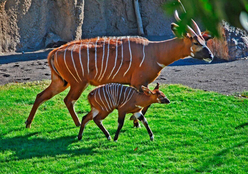 В Биопарке Валенсии очередное пополнение - родился детёныш редкой африканской антилопы бонго, находящейся на грани исчезновения. Посетите Биопарк Валенсии  