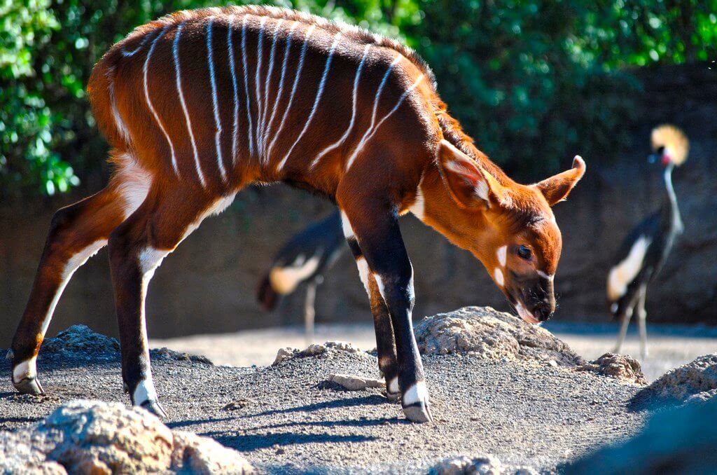 В Биопарке Валенсии родился детёныш антилопы бонго