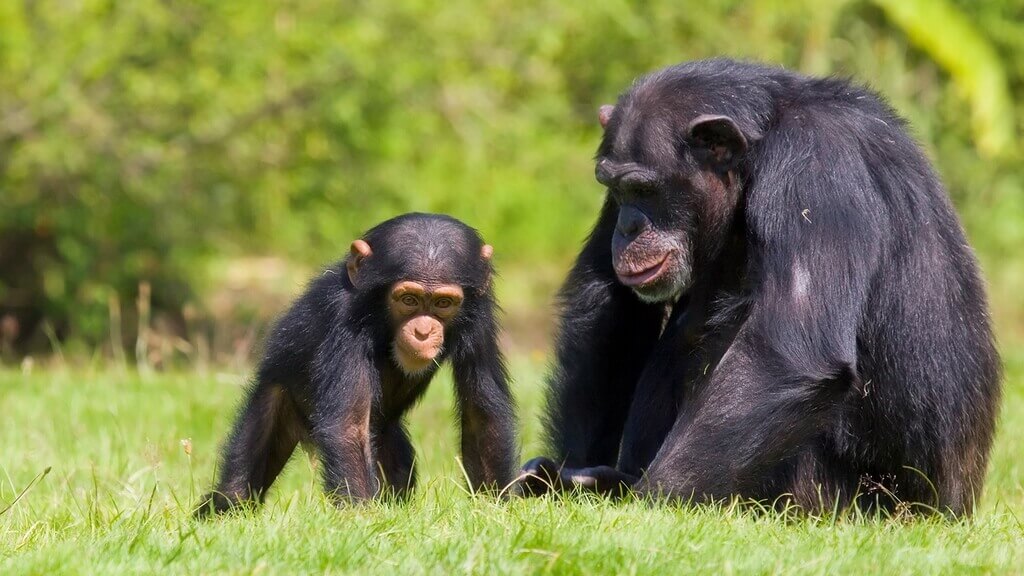 В Валенсийском зоопарке «Bioparc» родился детёныш редкого вида шимпанзе, находящегося на грани вымирания. Это могли видеть посетители зоопарка в Валенсии. 