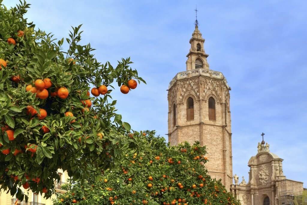 На улицах Валенсии начался сбор плодов с апельсиновых деревьев. Сбор продлится до 15 мая, поторопитесь сделать красочные фото с мандаринами в Валенсии