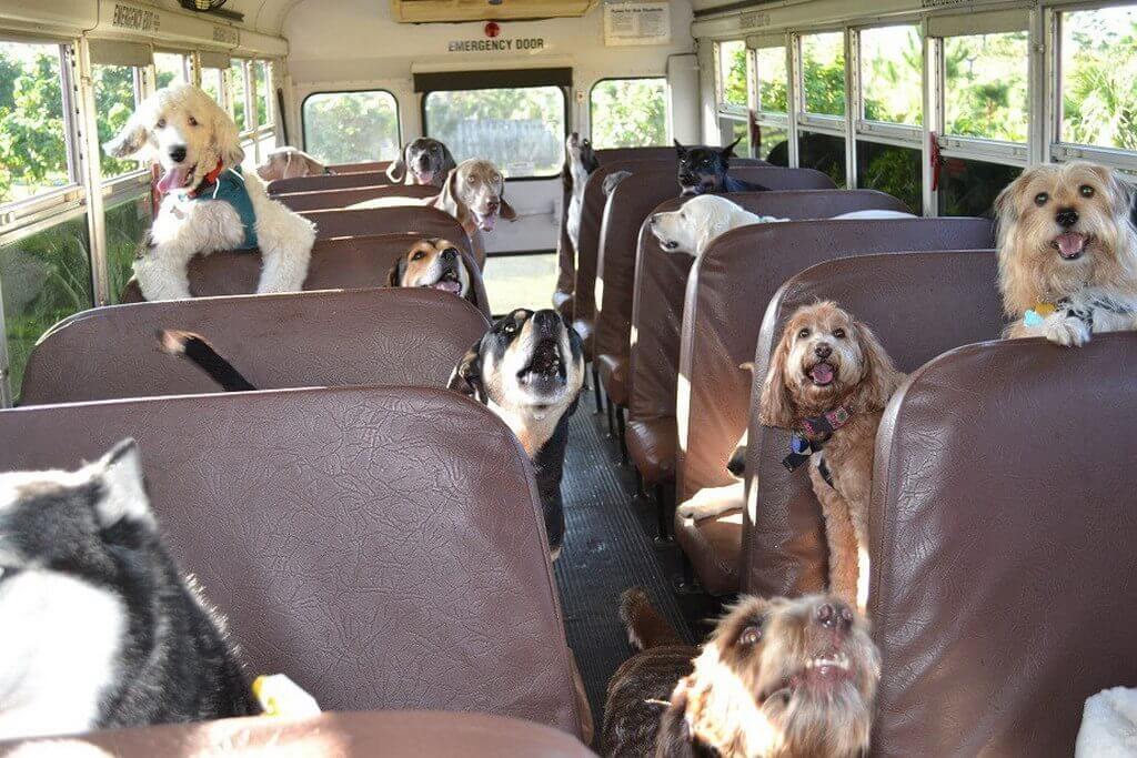 В автобусах Валенсии разрешили перевозку домашних животных