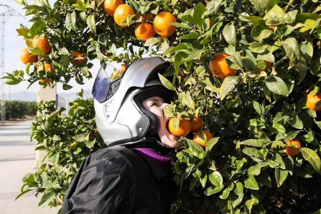 На улицах Валенсии начался сбор диких апельсинов