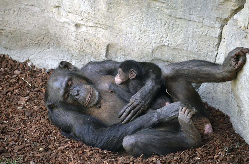 В Валенсийском зоопарке «Bioparc» родился детёныш шимпанзе