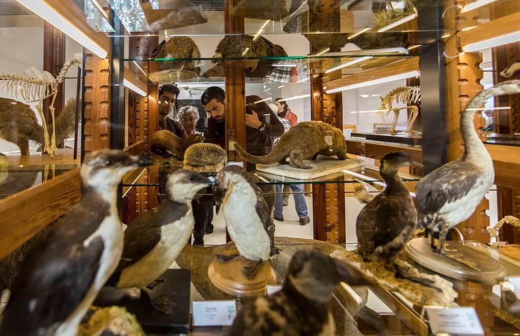 Университетский музей естественной истории в Валенсии