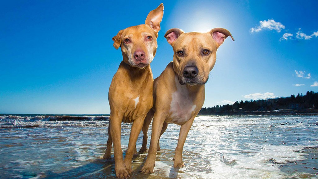 Пляжи Валенсии, где можно отдыхать с собаками