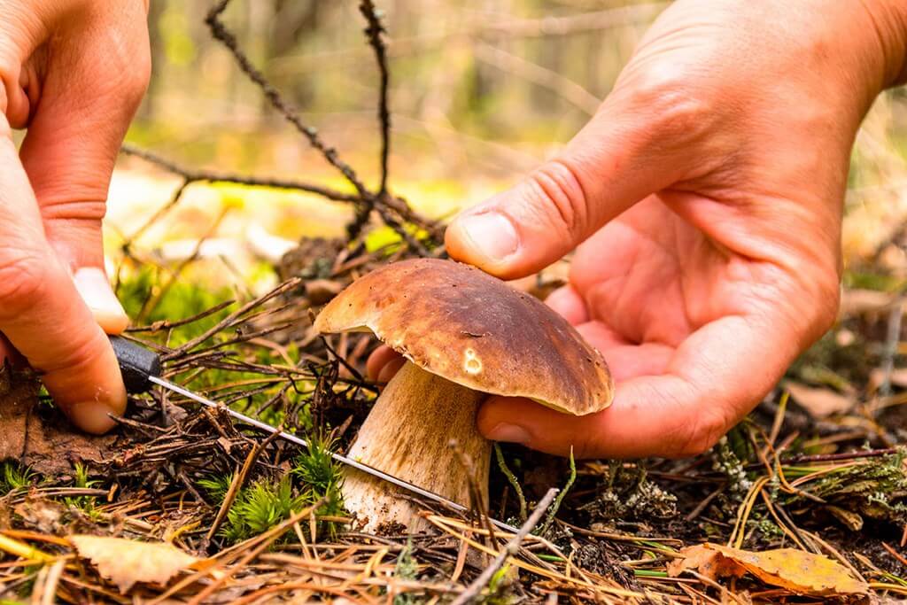 Где и как собирать грибы в Валенсийском Сообществе?