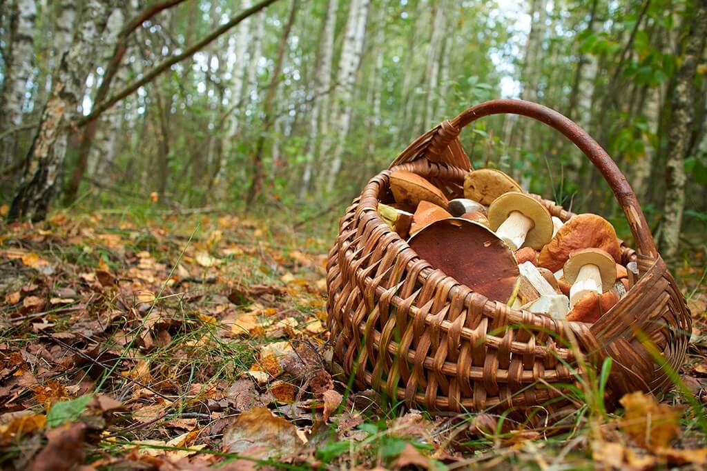 С наступлением осени многие задумываются о поездке в лес, чтобы не только отвлечься от городской суеты, но и собрать грибы для приготовления вкуснейших блюд.
