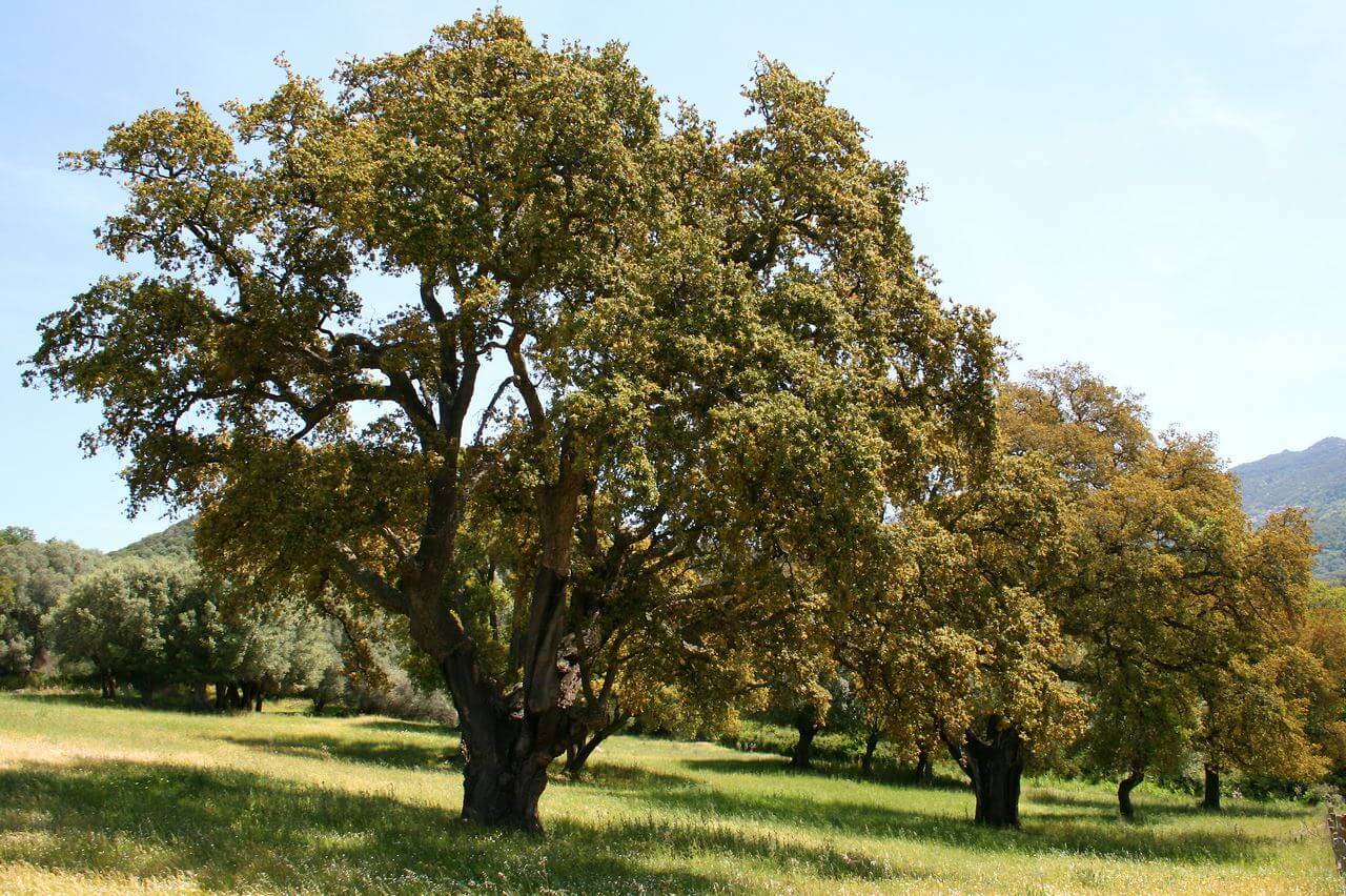 Валенсия - лидер Испании по выращиванию пробкового дерева.